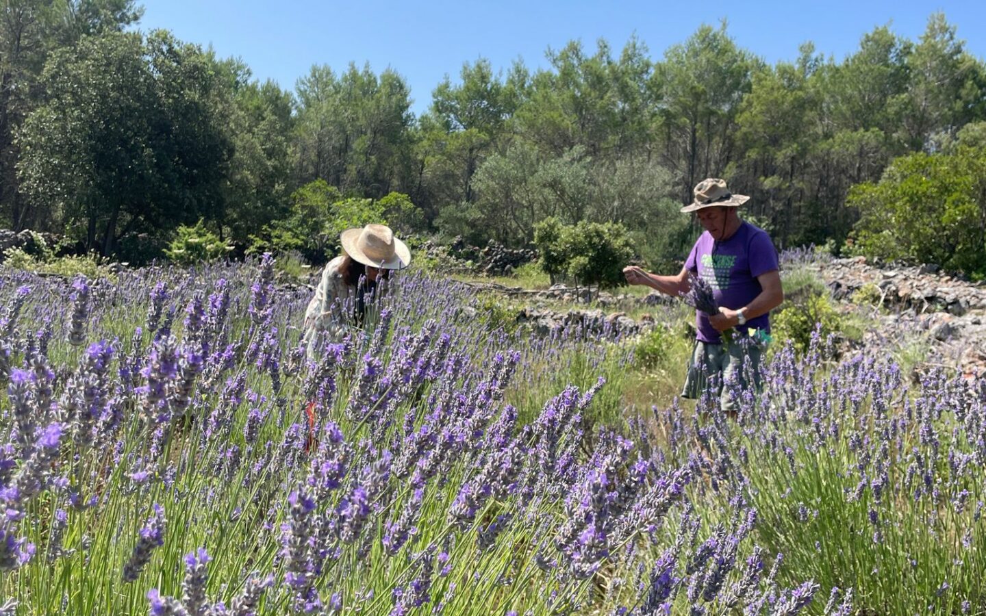 Forest Shade, Lavender And Fruit Trees: Your Own Small Piece Of Hvar