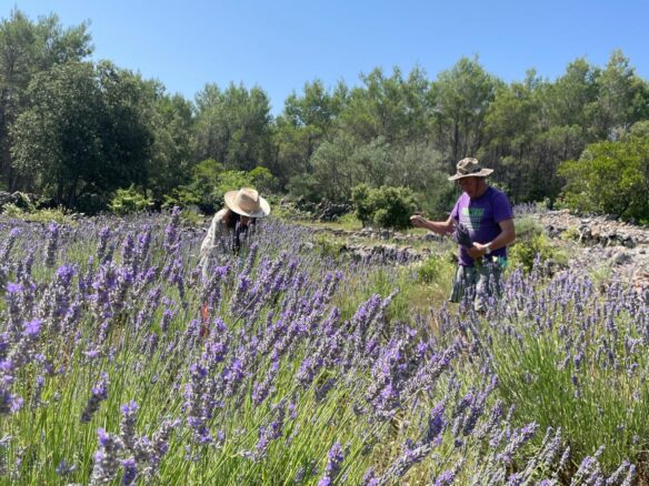 Forest Shade, Lavender And Fruit Trees: Your Own Small Piece Of Hvar