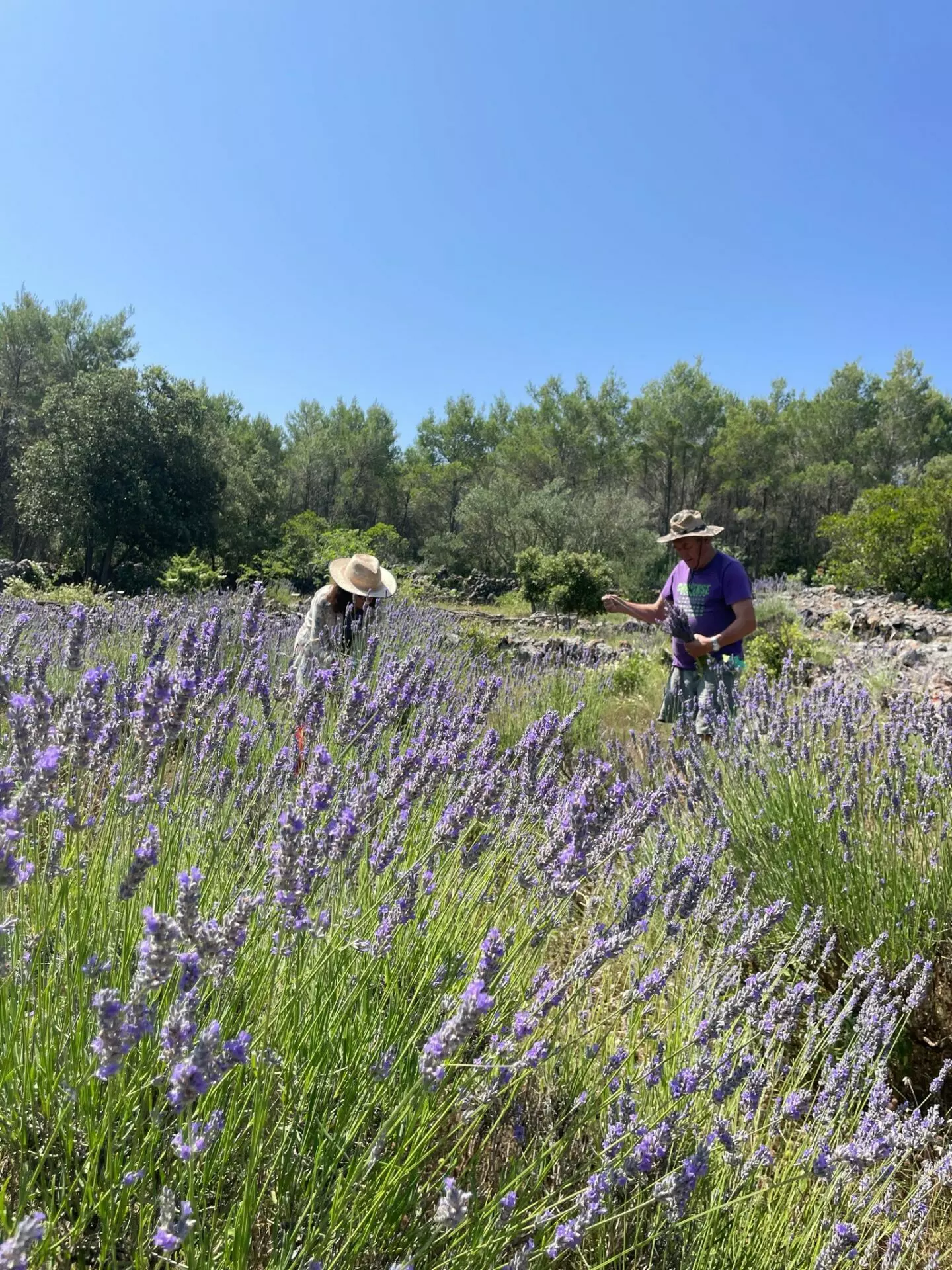 Forest Shade, Lavender And Fruit Trees: Your Own Small Piece Of Hvar