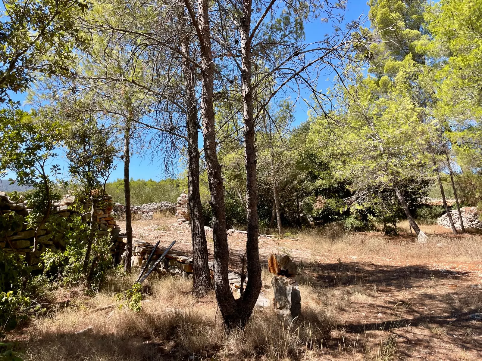 Forest Shade, Lavender And Fruit Trees: Your Own Small Piece Of Hvar