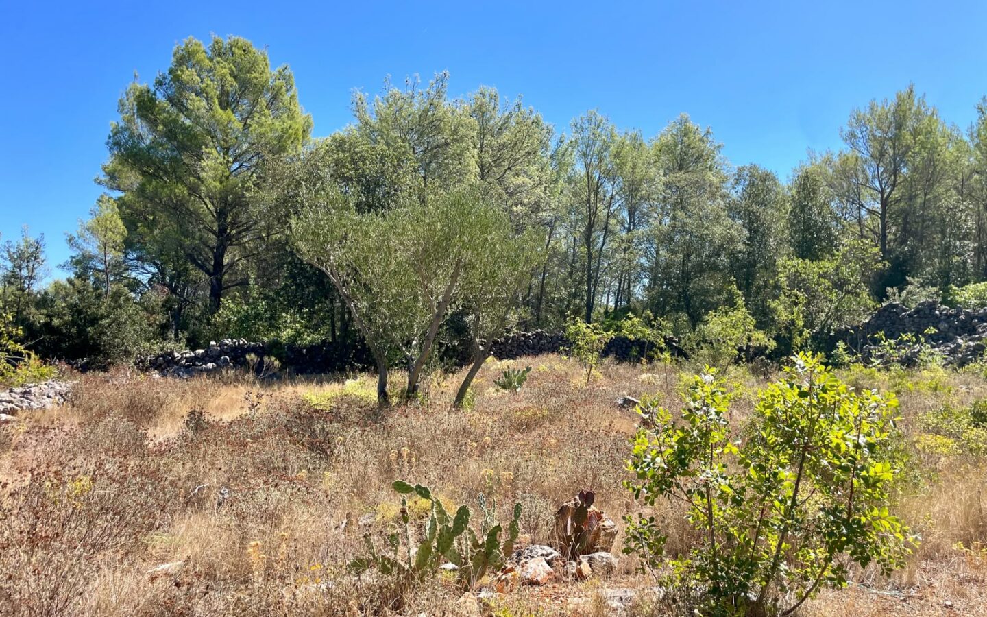 Forest Shade, Lavender And Fruit Trees: Your Own Small Piece Of Hvar
