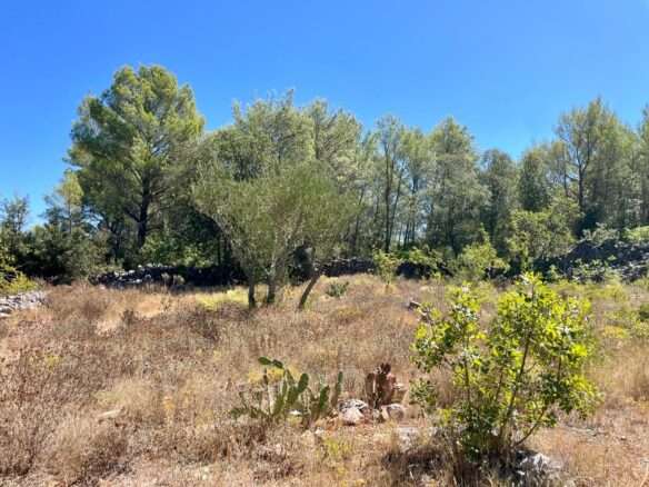 Forest Shade, Lavender And Fruit Trees: Your Own Small Piece Of Hvar