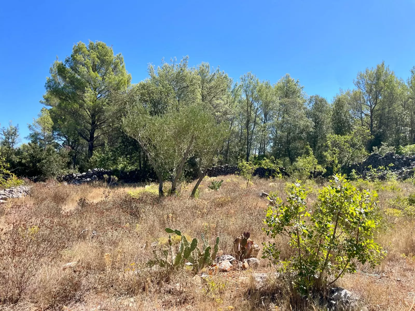 Forest Shade, Lavender And Fruit Trees: Your Own Small Piece Of Hvar