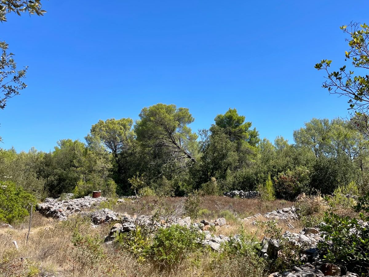Forest Shade, Lavender And Fruit Trees: Your Own Small Piece Of Hvar