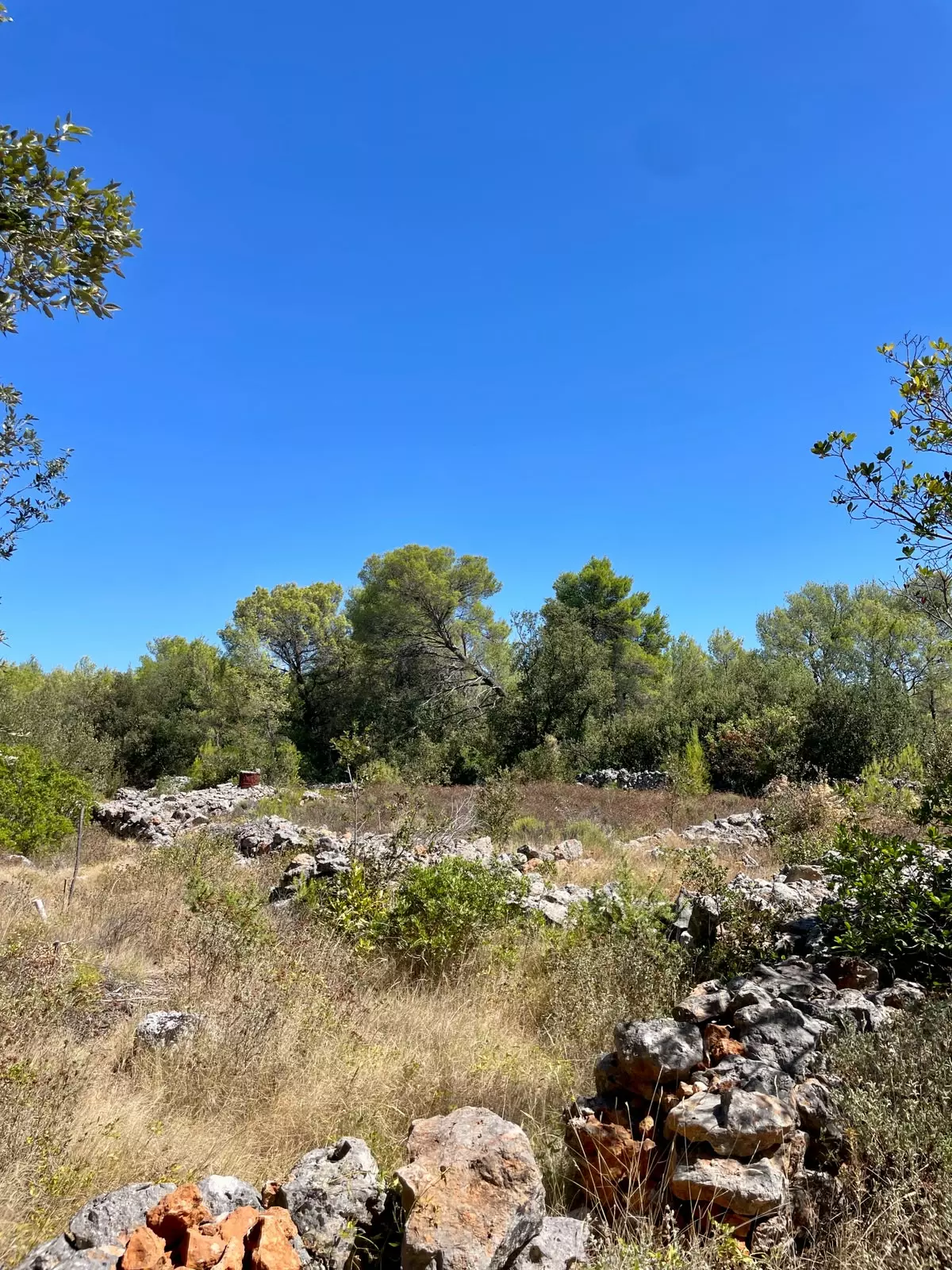 Forest Shade, Lavender And Fruit Trees: Your Own Small Piece Of Hvar