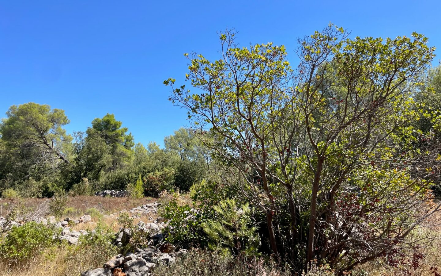 Forest Shade, Lavender And Fruit Trees: Your Own Small Piece Of Hvar