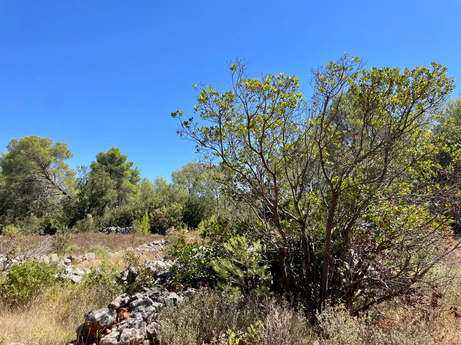 Forest Shade, Lavender And Fruit Trees: Your Own Small Piece Of Hvar