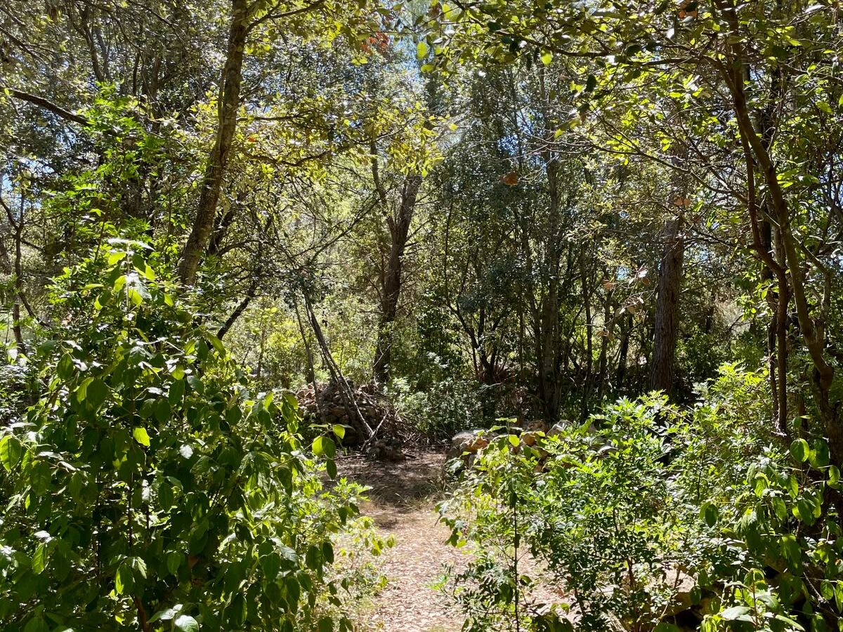 Forest Shade, Lavender And Fruit Trees: Your Own Small Piece Of Hvar