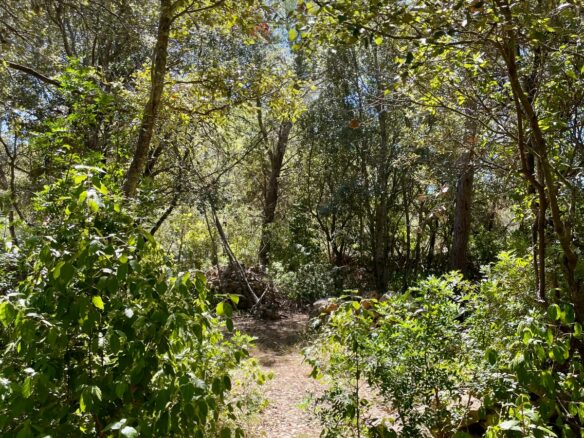 Forest Shade, Lavender And Fruit Trees: Your Own Small Piece Of Hvar