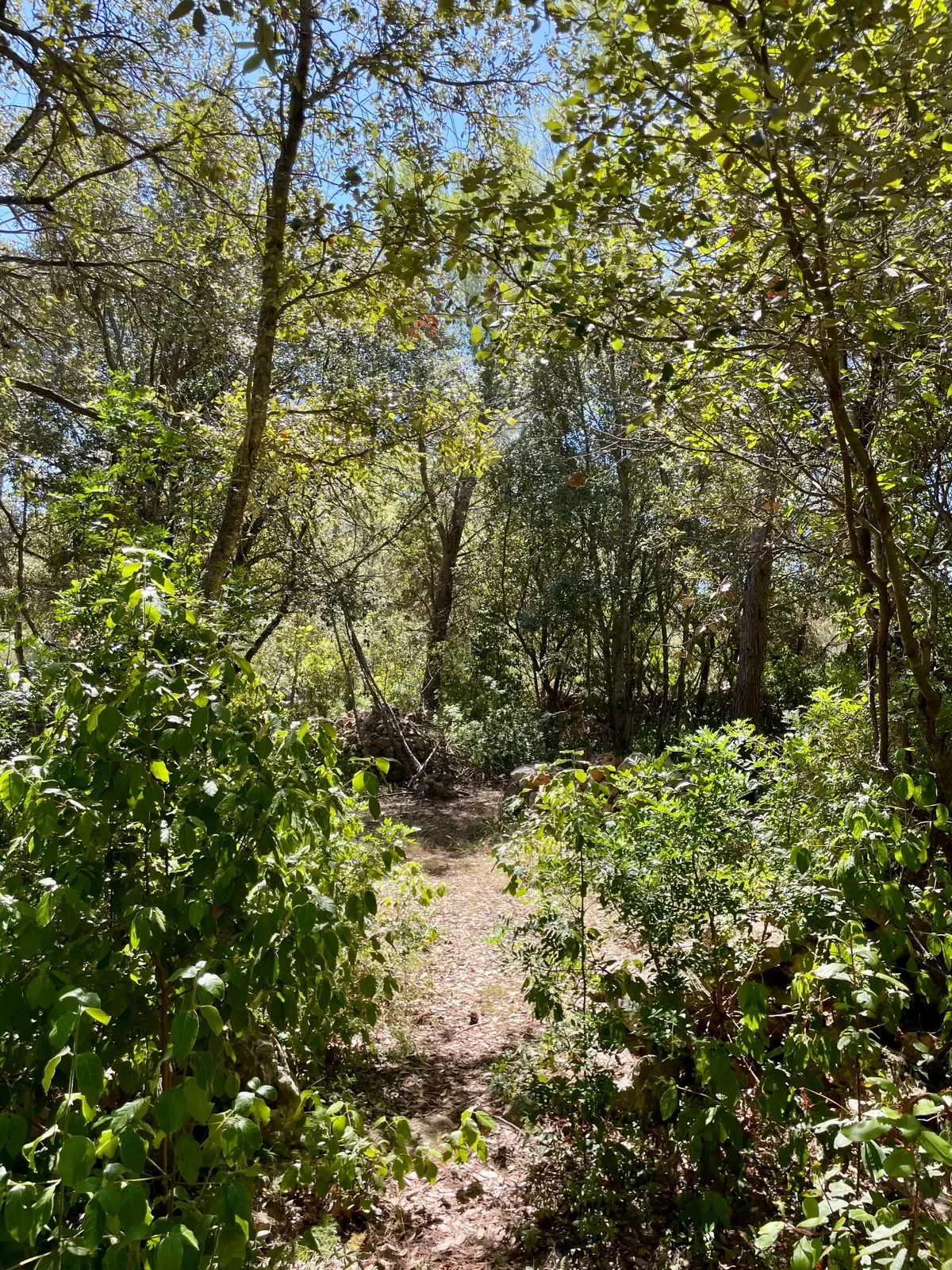 Forest Shade, Lavender And Fruit Trees: Your Own Small Piece Of Hvar