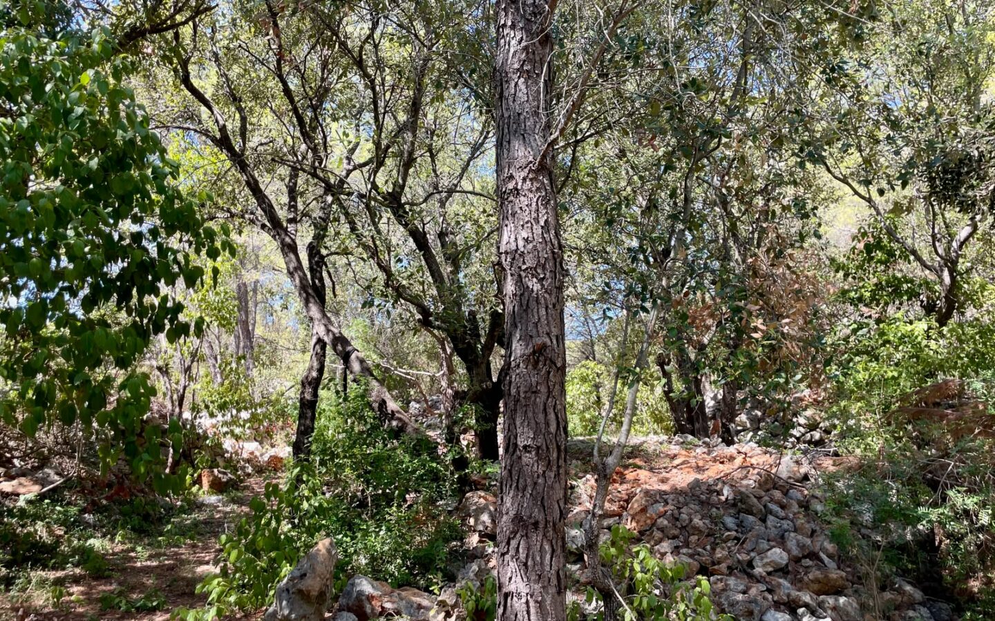 Forest Shade, Lavender And Fruit Trees: Your Own Small Piece Of Hvar