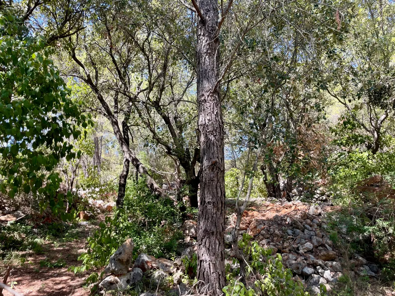 Forest Shade, Lavender And Fruit Trees: Your Own Small Piece Of Hvar