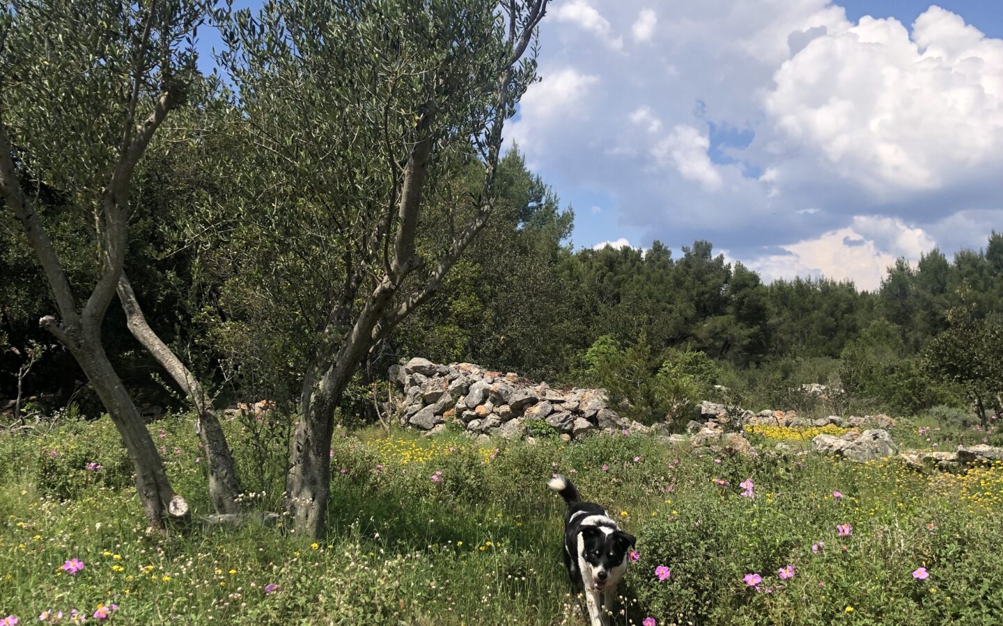 Forest Shade, Lavender And Fruit Trees: Your Own Small Piece Of Hvar