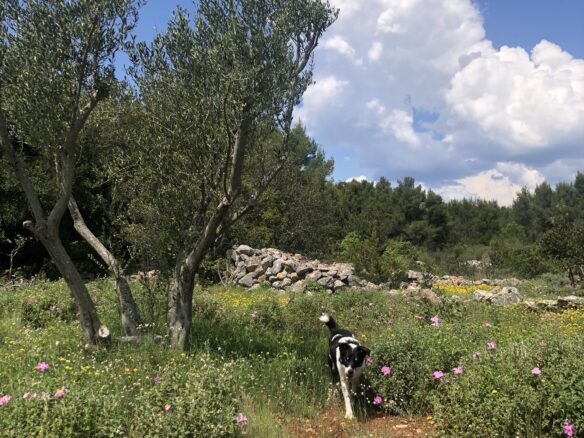 Forest Shade, Lavender And Fruit Trees: Your Own Small Piece Of Hvar