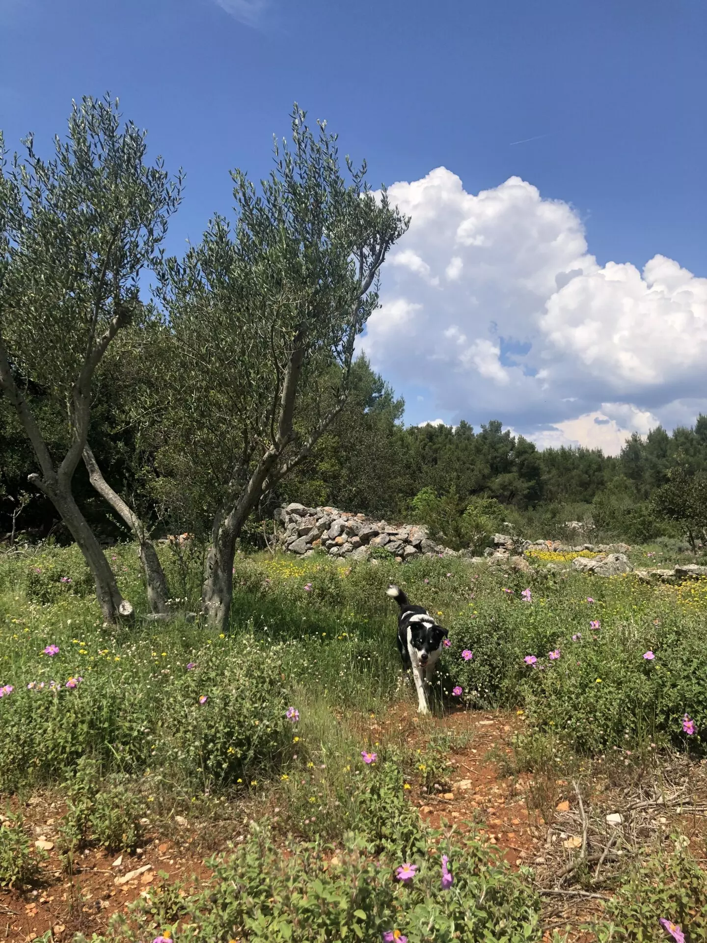 Forest Shade, Lavender And Fruit Trees: Your Own Small Piece Of Hvar