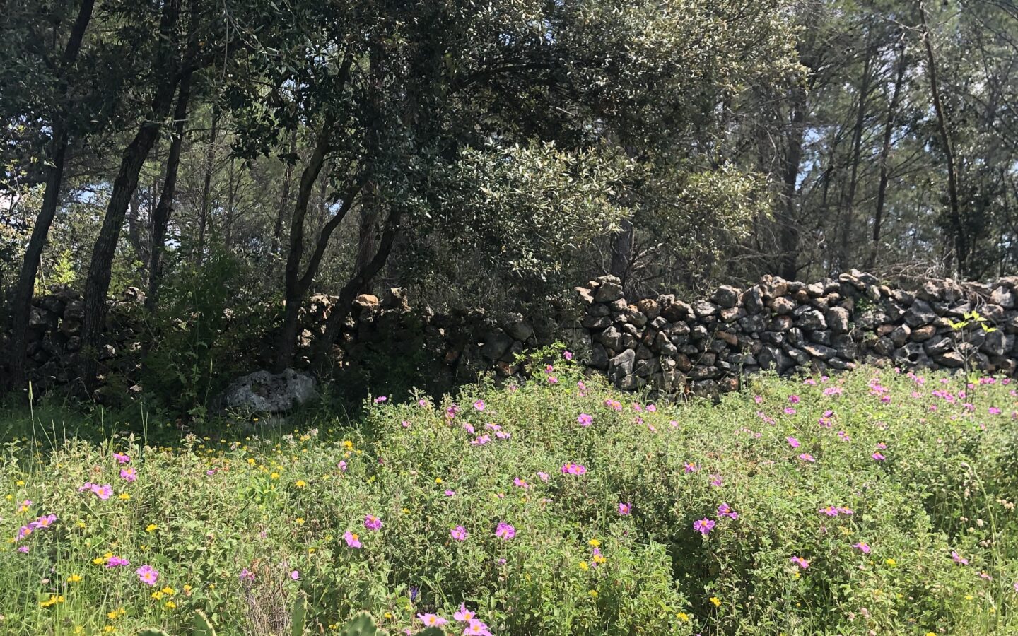 Forest Shade, Lavender And Fruit Trees: Your Own Small Piece Of Hvar