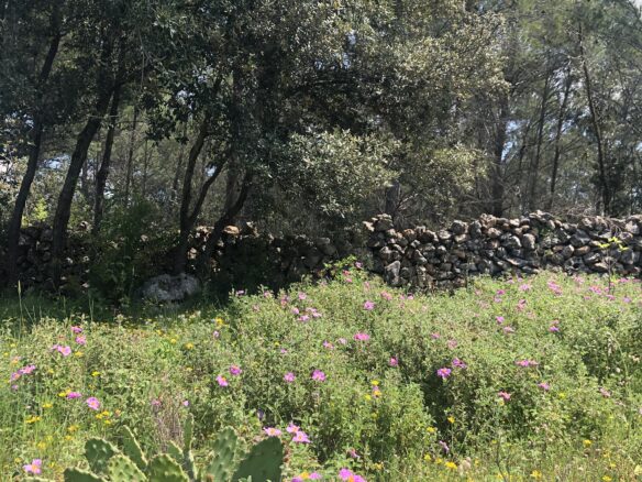 Forest Shade, Lavender And Fruit Trees: Your Own Small Piece Of Hvar