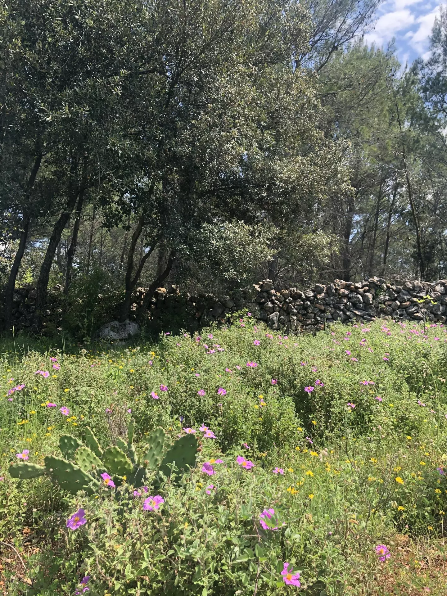 Forest Shade, Lavender And Fruit Trees: Your Own Small Piece Of Hvar