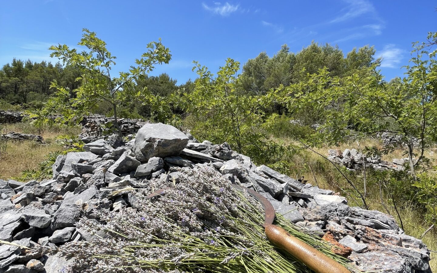 Forest Shade, Lavender And Fruit Trees: Your Own Small Piece Of Hvar