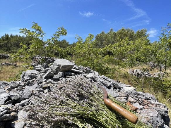 Forest Shade, Lavender And Fruit Trees: Your Own Small Piece Of Hvar