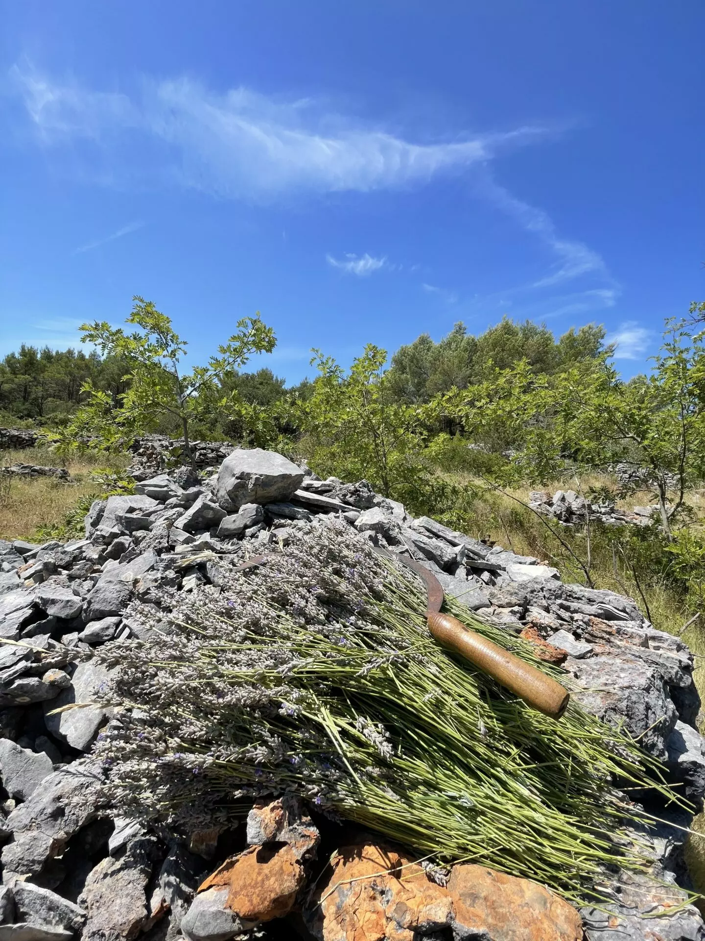 Forest Shade, Lavender And Fruit Trees: Your Own Small Piece Of Hvar