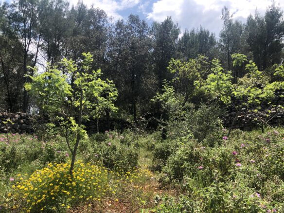 Forest Shade, Lavender And Fruit Trees: Your Own Small Piece Of Hvar