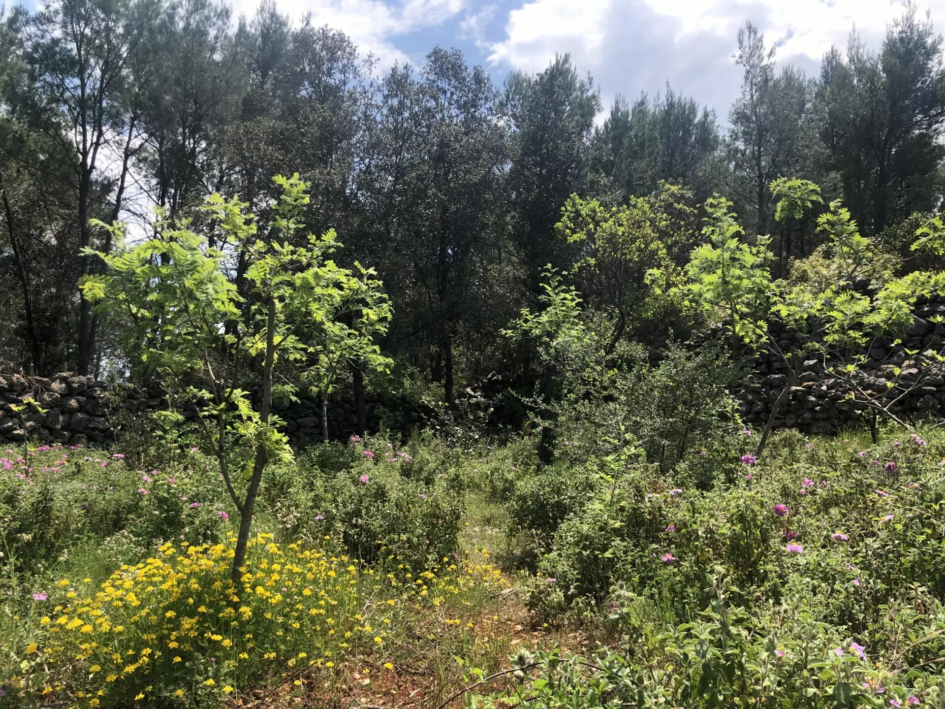 Forest Shade, Lavender And Fruit Trees: Your Own Small Piece Of Hvar