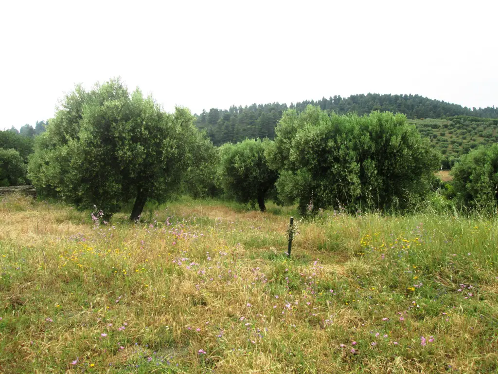 Land Of 480 M² In Sithonia, Chalkidiki