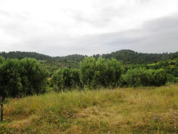 Land In Sithonia, Greece