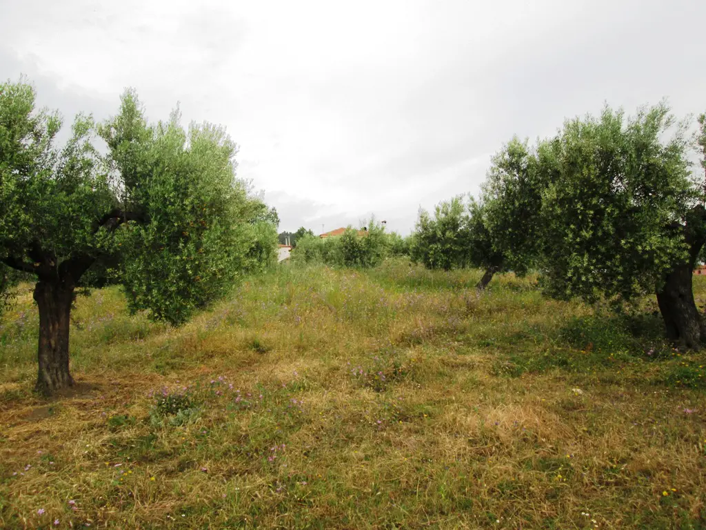 Land Of 480 M² In Sithonia, Chalkidiki