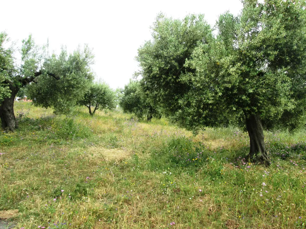Land Of 480 M² In Sithonia, Chalkidiki