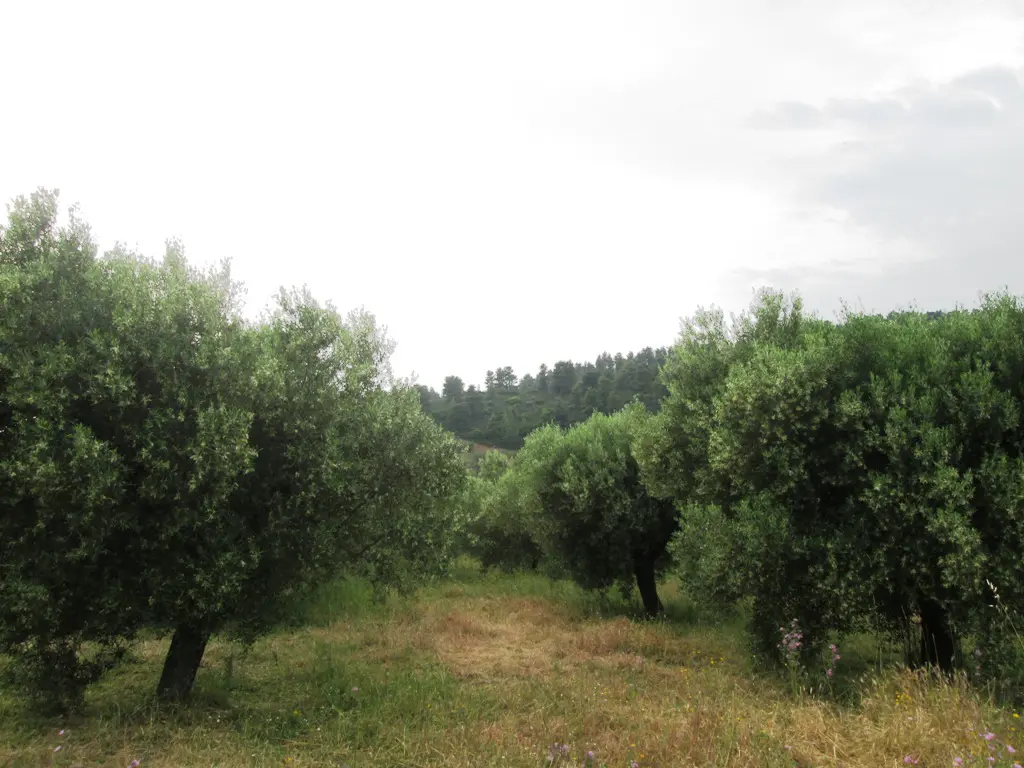 Land Of 480 M² In Sithonia, Chalkidiki