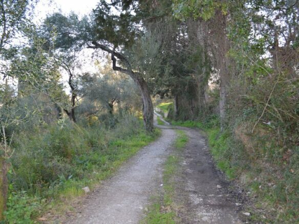 Land In Corfu, Greece
