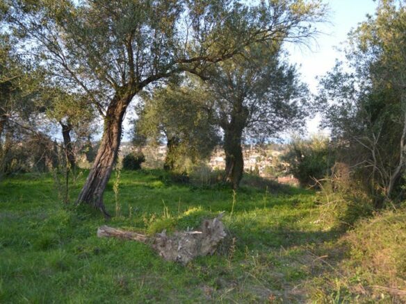 Land In Corfu, Greece