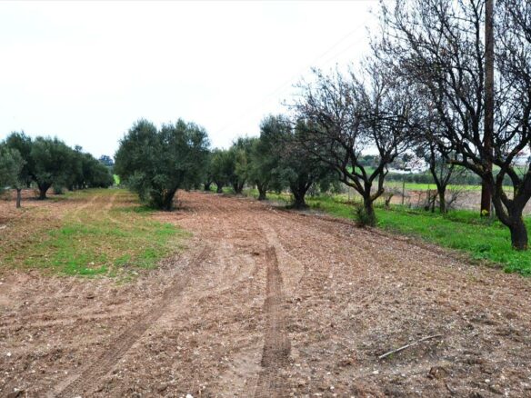 Land In Nea Propontida, Greece