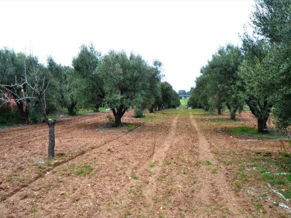 For Sale Land 3068 M² In Kassandra, Chalkidiki
