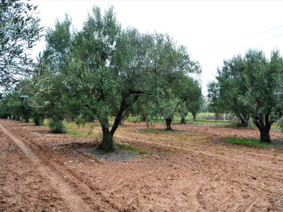 Land In Nea Propontida, Greece