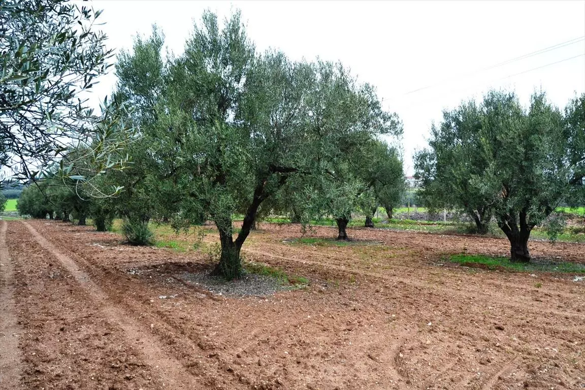 Land In Nea Propontida, Greece