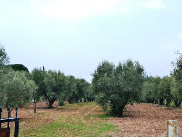 Land In Nea Propontida, Greece