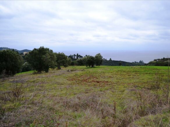 For Sale Land 9500 M² In Kassandra, Chalkidiki