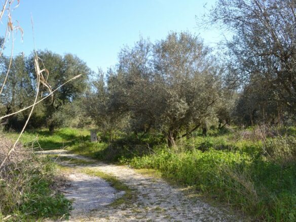 Land In Corfu, Greece