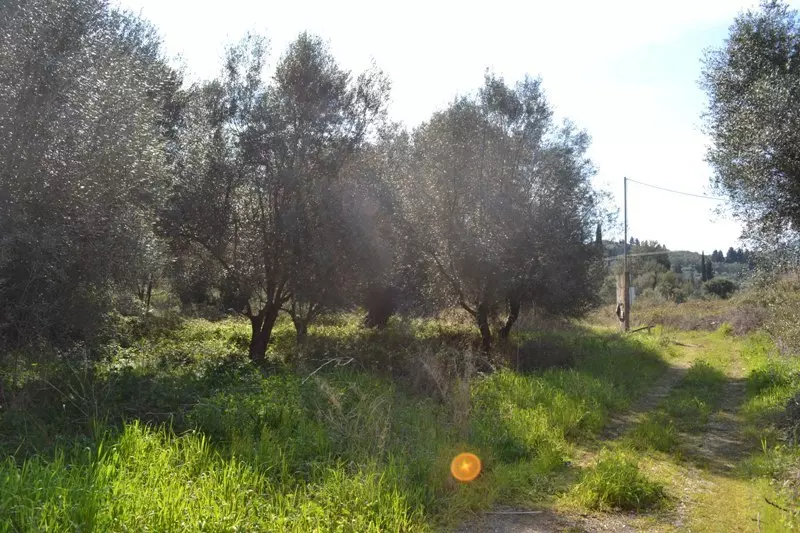 For Sale Land 24000 M² In Corfu