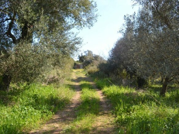 For Sale Land 24000 M² In Corfu
