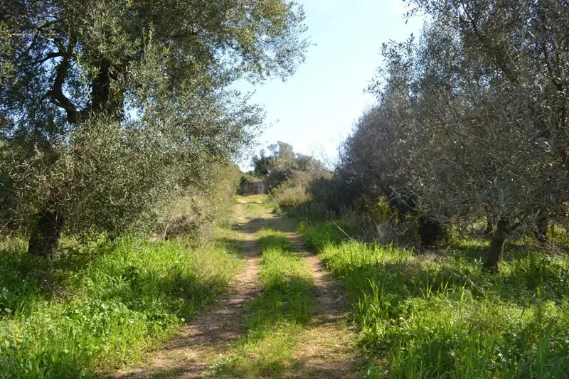 For Sale Land 24000 M² In Corfu