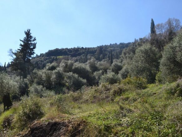 Land In Corfu, Greece