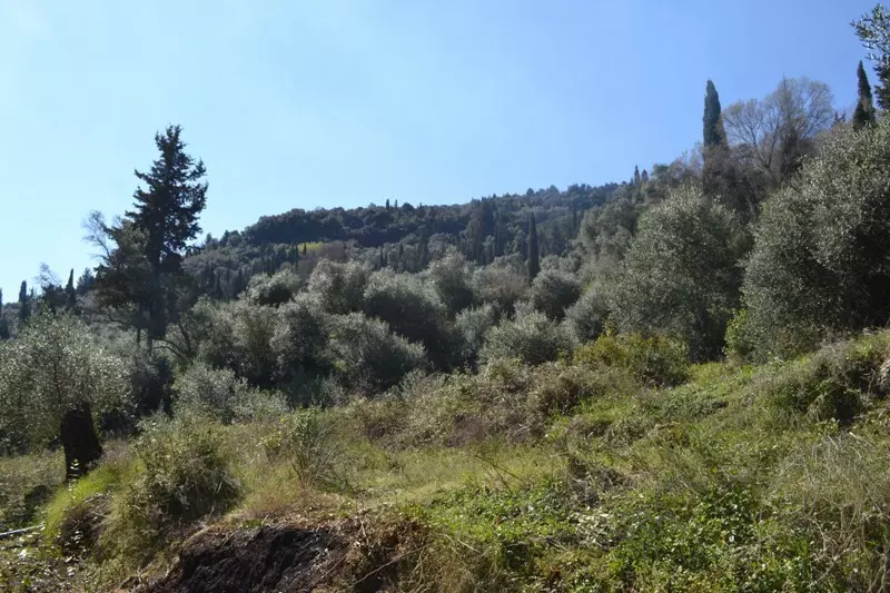 For Sale Land 8000 M² In Corfu