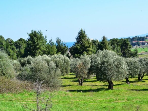 Land In Kassandra, Greece