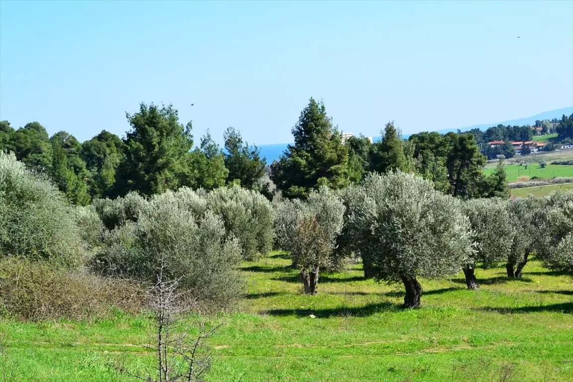 For Sale Land 10800 M² In Kassandra, Chalkidiki