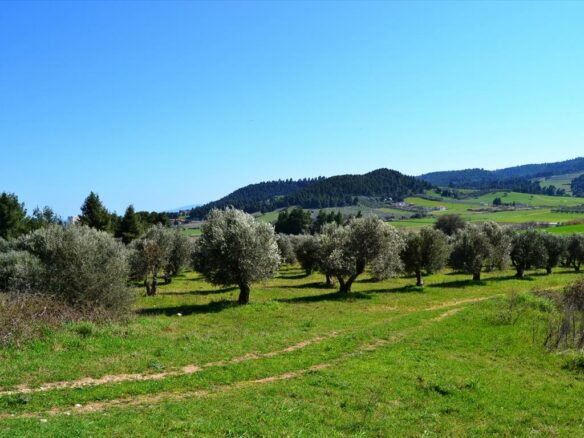 Land In Kassandra, Greece