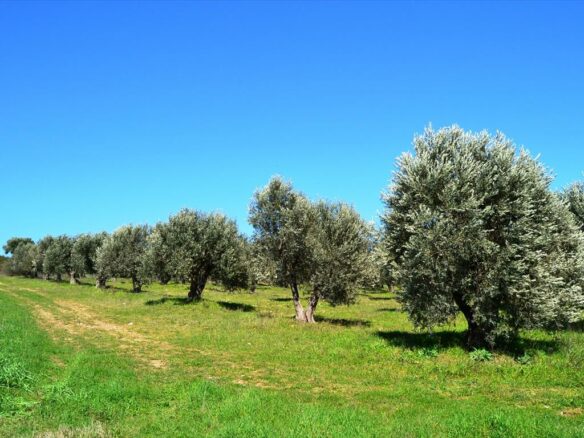 Land In Kassandra, Greece